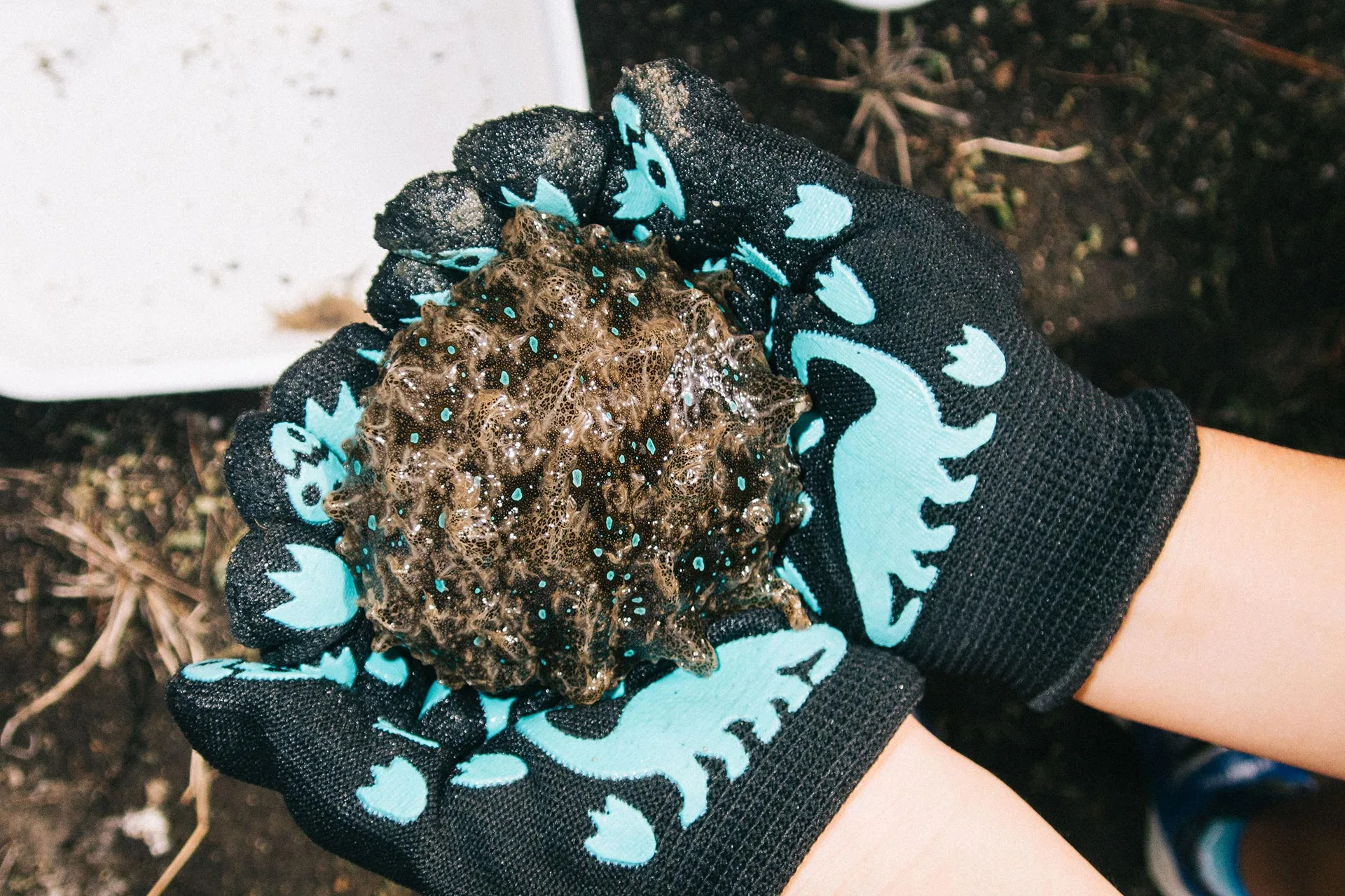 今治城お堀で見つけた生物