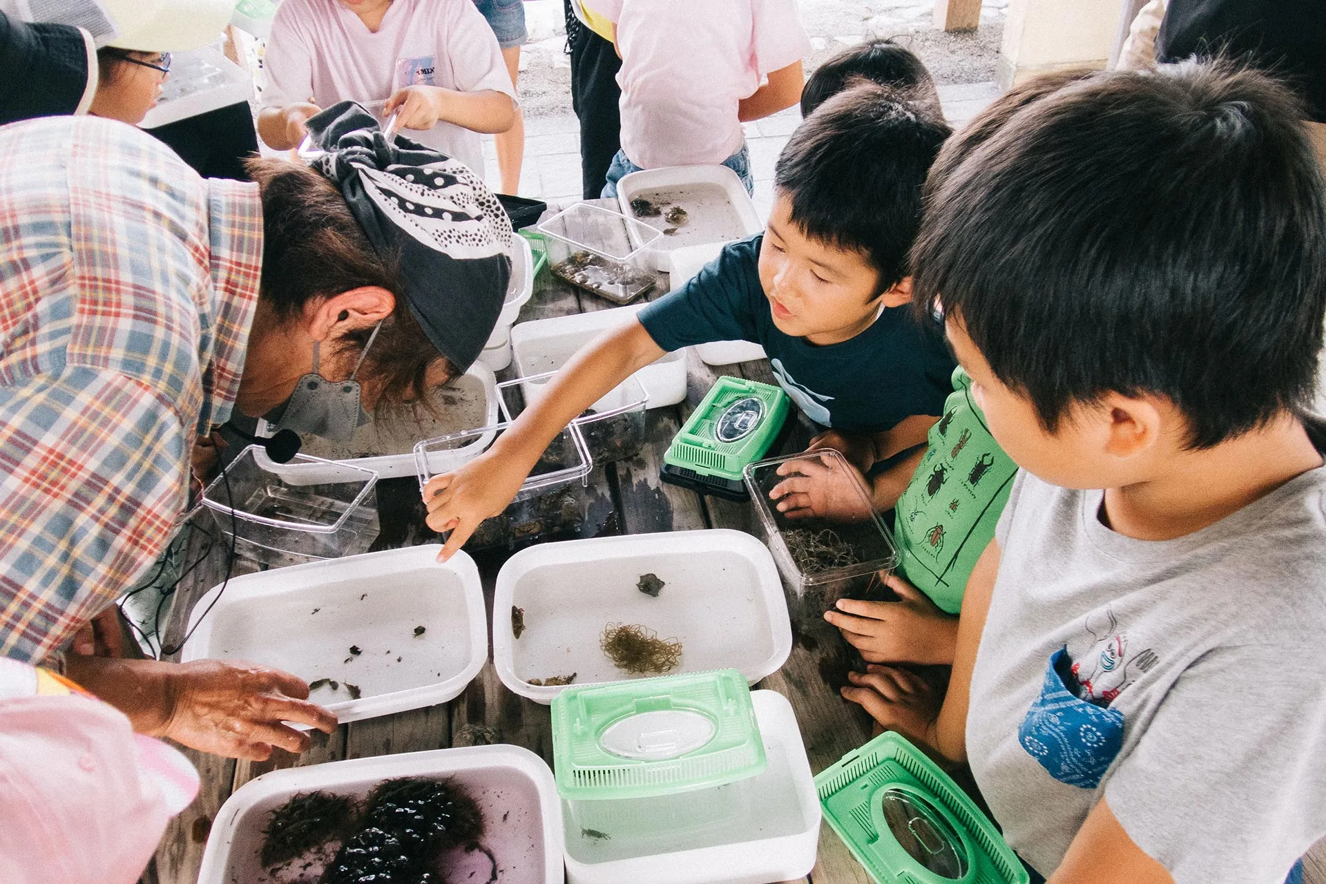 今治城お堀で見つけた生物を集めた